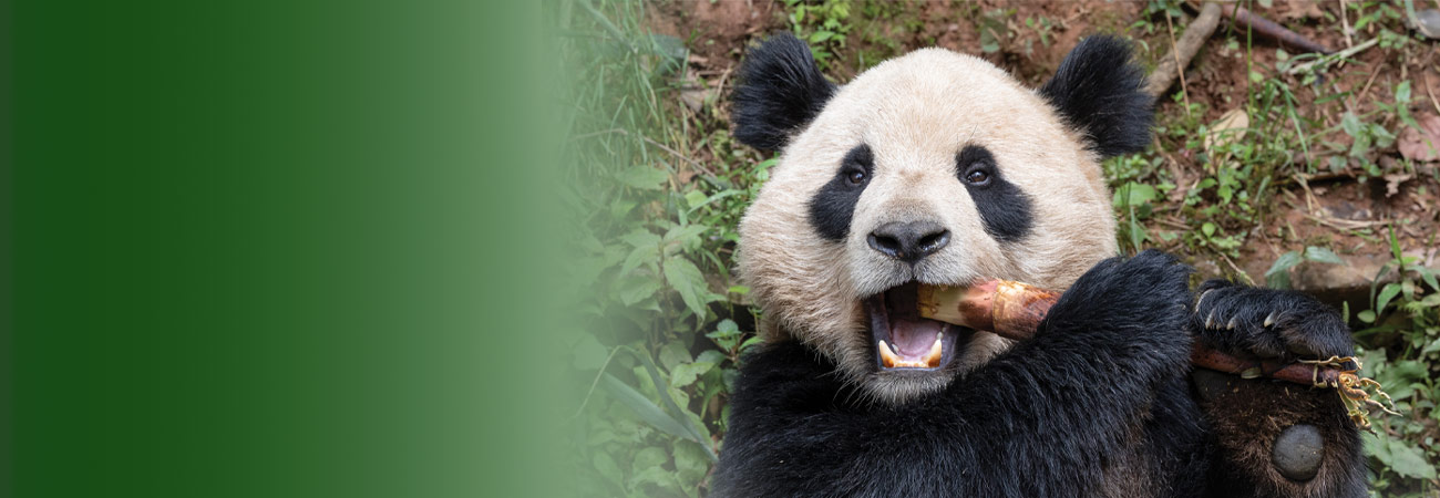 Panda bear eating bamboo stick at San Diego Zoo