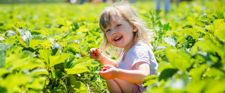 Child picking strawberries at a farm